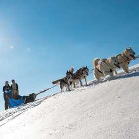 Chiens de traîneau