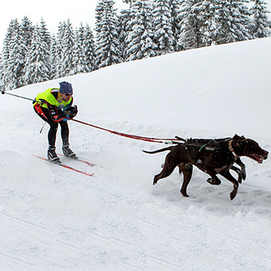 Ski Joëring